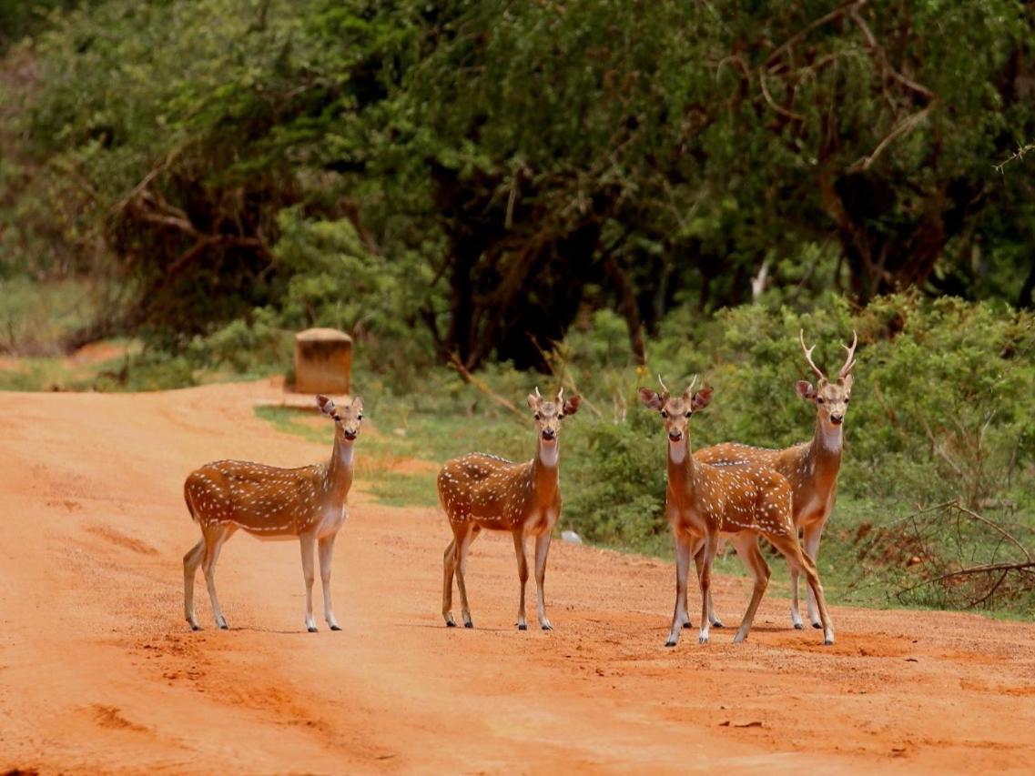 Yala Lake View Cabanas Tissamaharama Luaran gambar