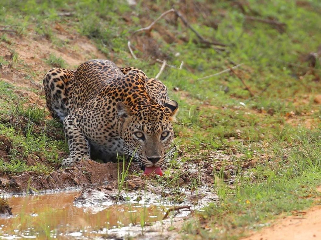 Yala Lake View Cabanas Tissamaharama Luaran gambar